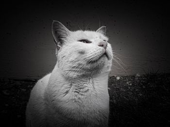 Close-up of a cat looking away