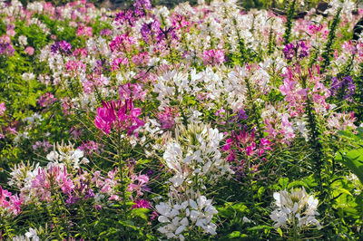 Close-up of pink flowering plants on field