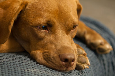 Close-up of dog resting