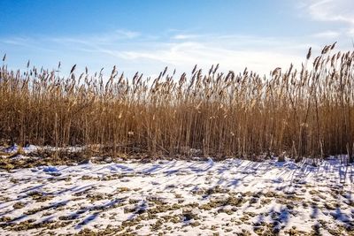 Plants on snow covered field against sky