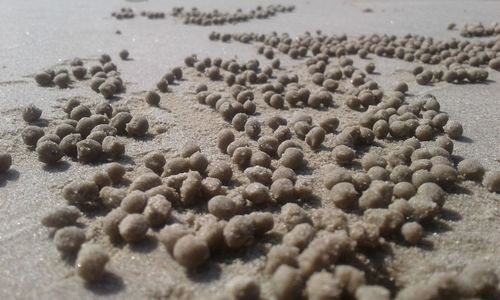 Close-up of seashell on pebbles