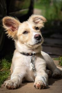 Close-up of dog looking away