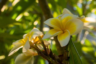 Close-up of yellow flowering plant