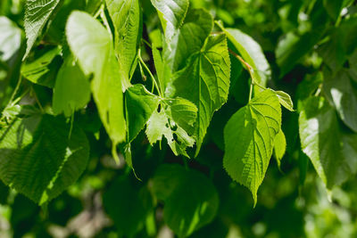 Close-up of insect on plant