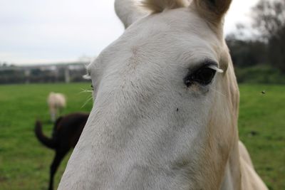 Close-up portrait of white horse on field