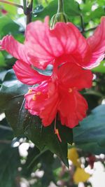 Close-up of red flowers