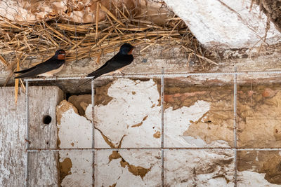 Bird perching on a wall