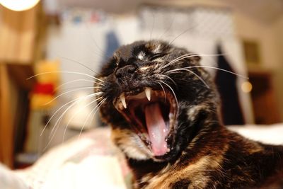 Close-up of cat yawning