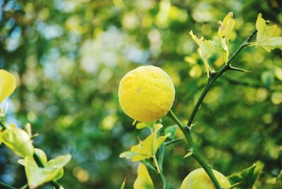 Close-up of fruit growing on tree