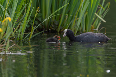 Ducks swimming in lake