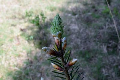 Close-up of plant