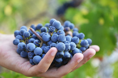 Cropped hand of person holding grapes