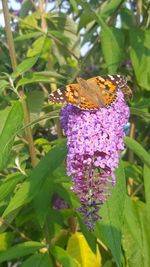 Close-up of butterfly on flower