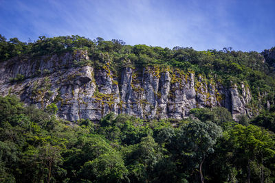 Low angle view of trees on rock against sky