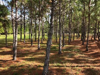 Trees in forest