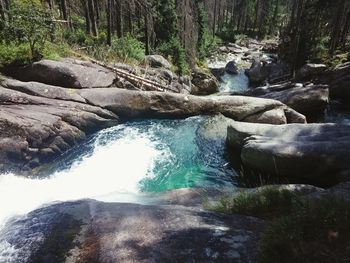 Stream flowing through forest