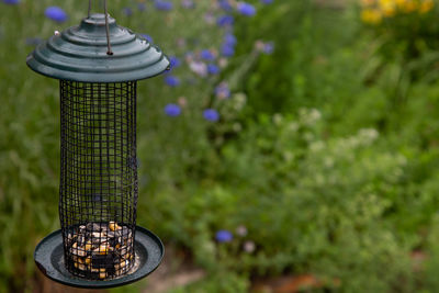 Close-up of lamp against plants in yard