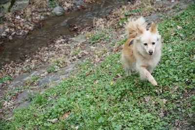 High angle portrait of dog on field