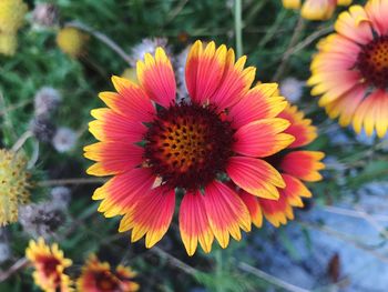 Close-up of orange flower