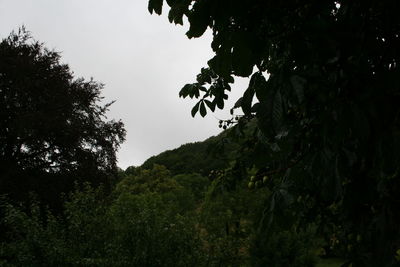 Low angle view of trees