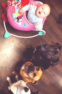 High angle view of dog on table at home