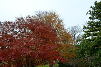 Low angle view of trees against sky