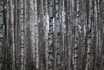 Full frame shot of tree trunk