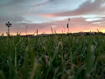 Close-up of grass on field against sky at sunset