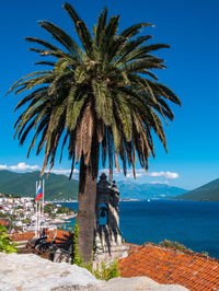 Palm tree by sea against blue sky