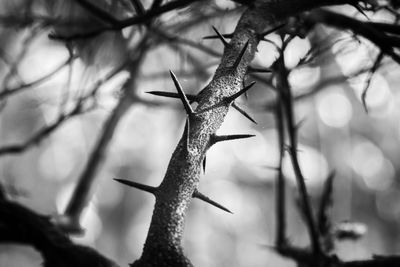 Close-up of dead plant on branch