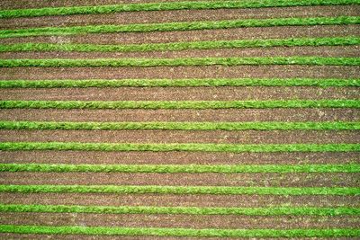 Full frame shot of corn field