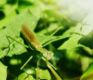 Close-up of dragonfly on leaf