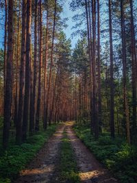 Dirt road amidst trees in forest