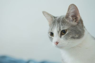 Close-up of a cat looking away