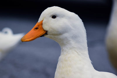 Close-up of duck