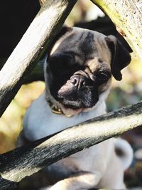 Close-up of dog on tree