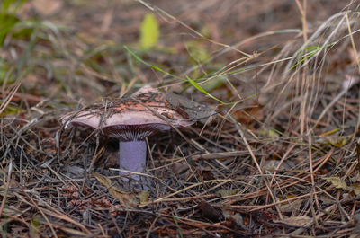 Close-up of mushroom growing on field