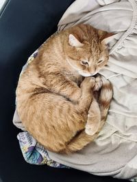 High angle view of cat sleeping