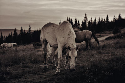 Horse standing in a field during autumn sunset