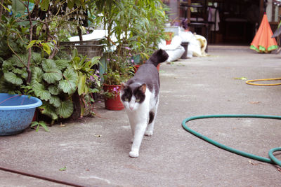 View of a dog cat in yard