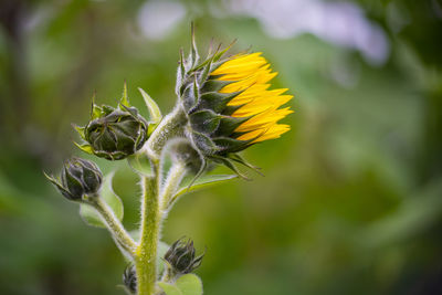 Close-up of insect on flower