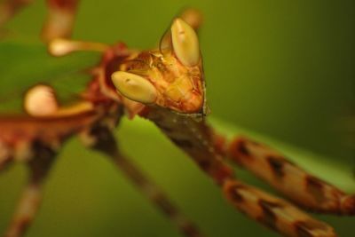 Close-up of plant