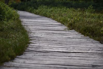 Close-up of walkway along plants