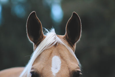 Close-up of horse