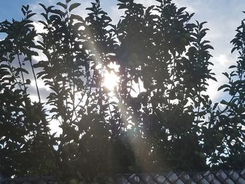 Low angle view of trees against sky