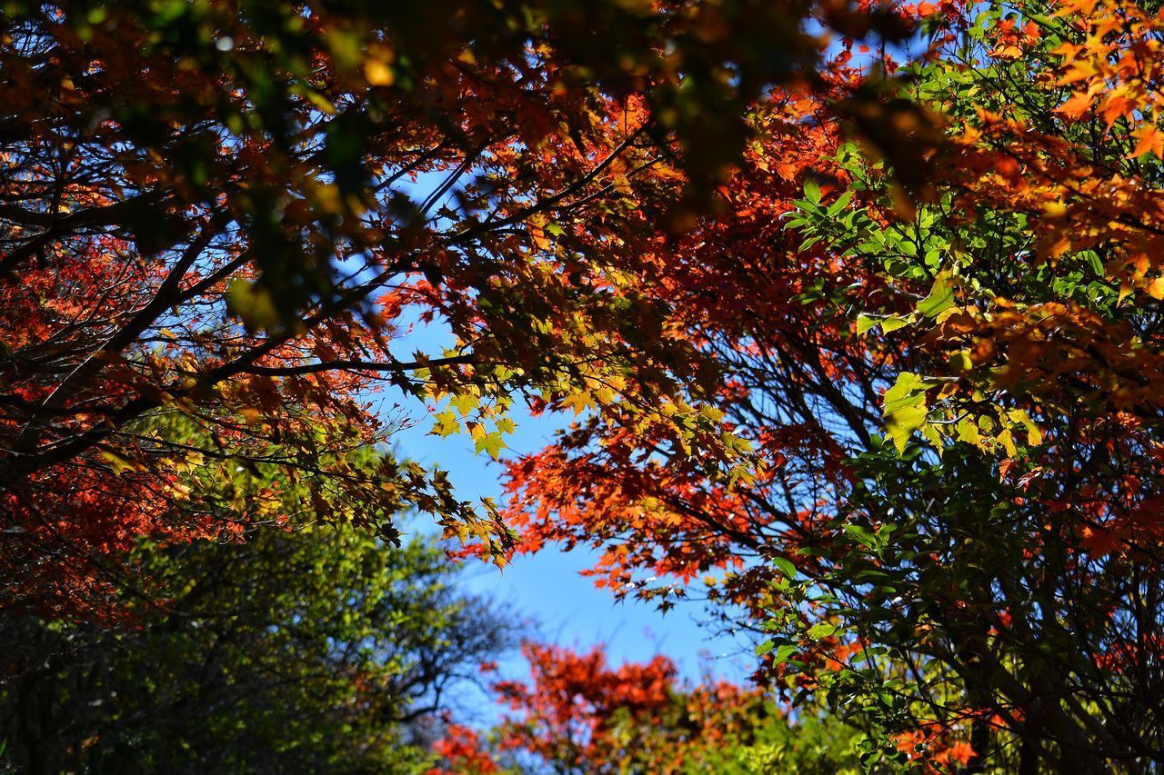 LOW ANGLE VIEW OF MAPLE TREE DURING AUTUMN