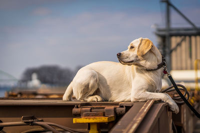 Portrait of a dog on railroad car, labrador retriever.