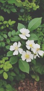 Close-up of white flowering plant