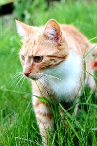 Cat lying on grass