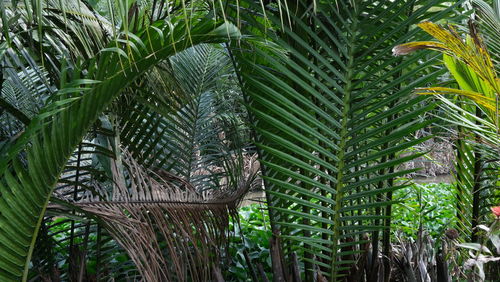 Close-up of palm trees in forest